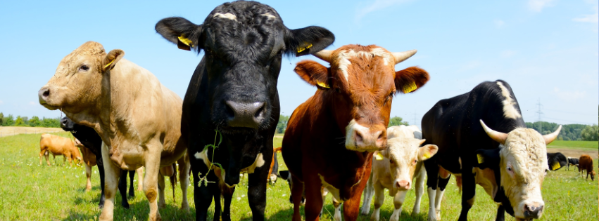 Did you know? Livestock Season Edition