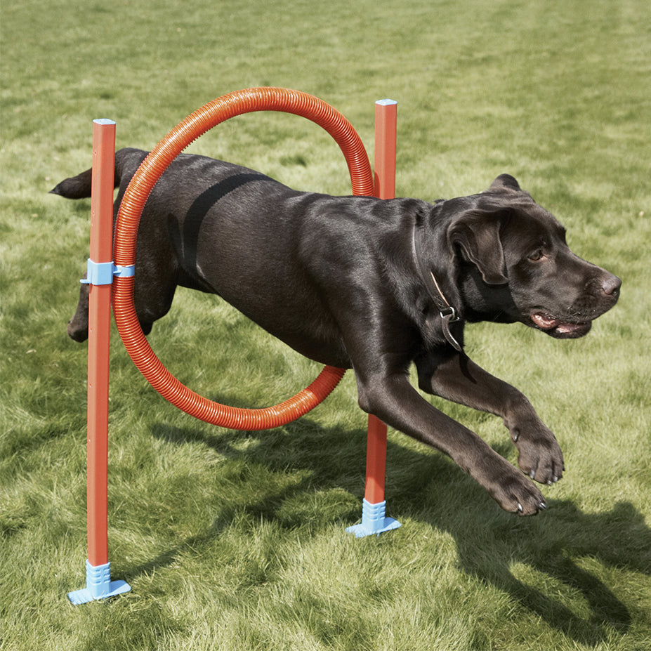 Rosewood deals agility flyball