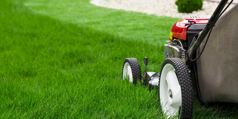 How to maintain a lawn