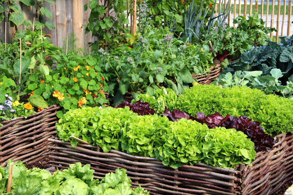 The Beginners Guide To The Perfect Vegetable Garden