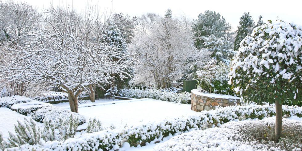 Tips for maintaining your garden this winter!