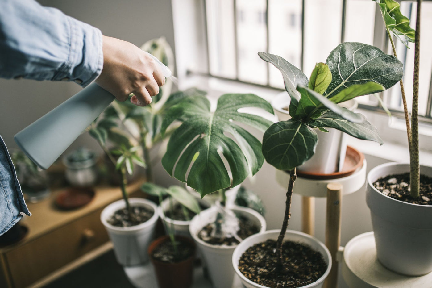 Five Essential Houseplants for the Not-so Garden Savvy