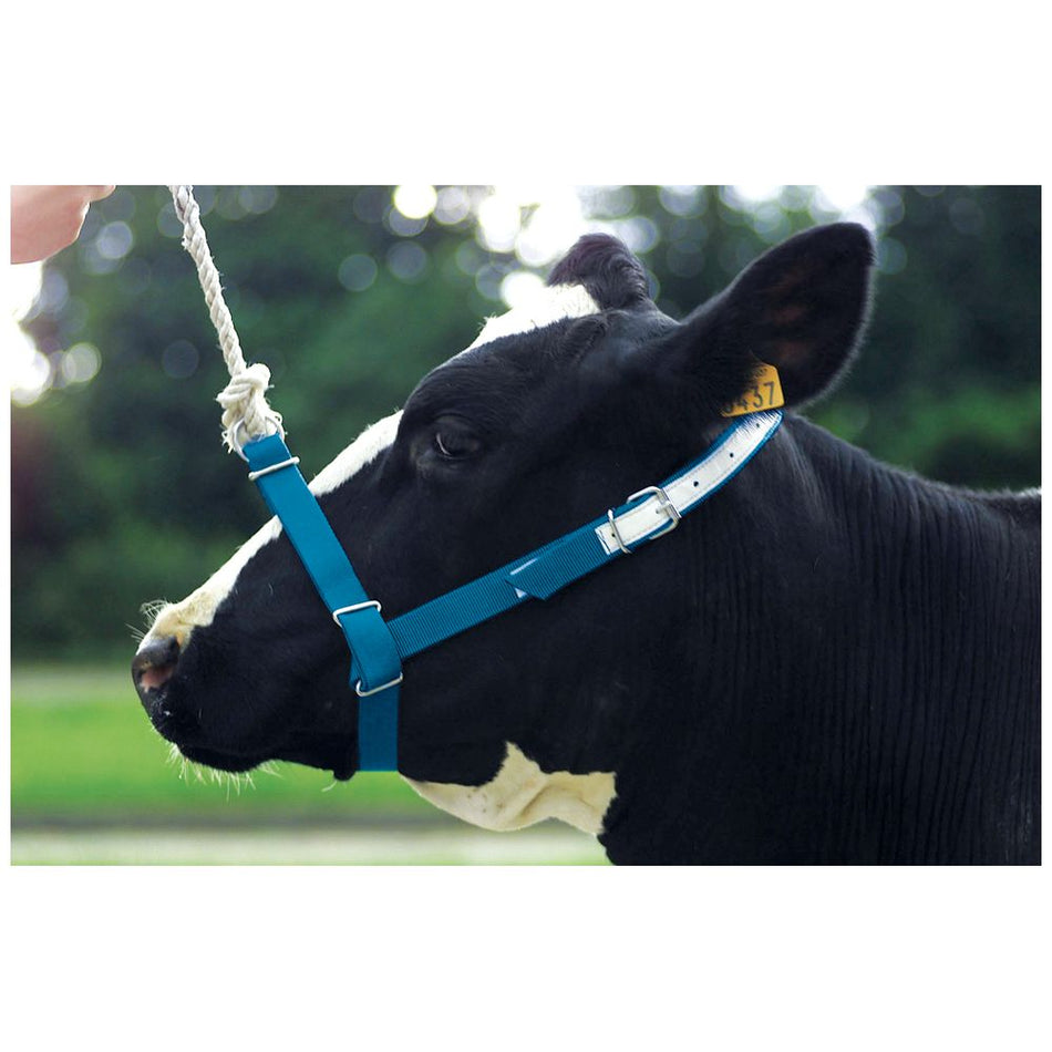 Shoof Halter Webbing Cow (5 Colours Available)