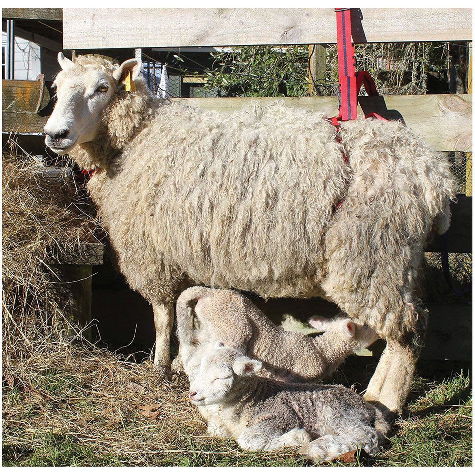 Shoof Lambing Harness Adlam