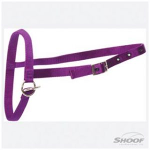 Halter-Nylon-Calf-Leading-Purple-300x300