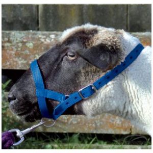 Halter-Webbing-Sheep-Large-Blue-300x300
